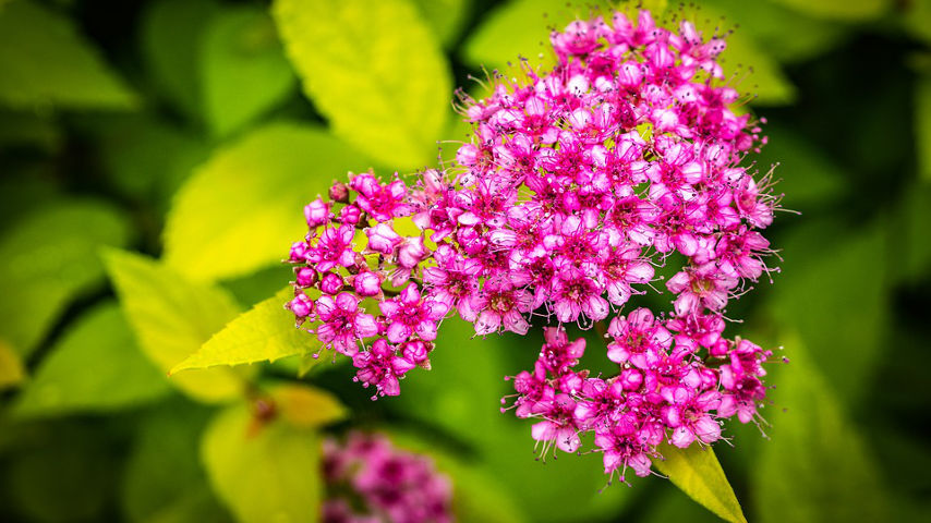 nail art autunno_spirea magenta